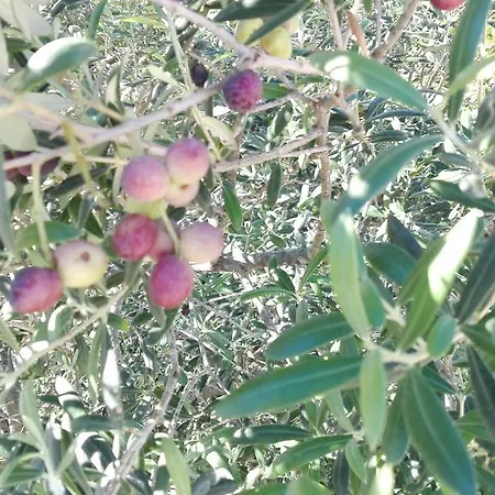 Hébergement de vacances Casa Pino Torrox